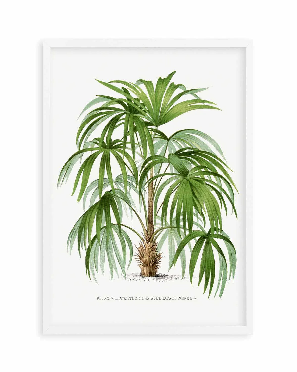 Acanthorhiza Aculeata Vintage Palm Poster Art Print from Olive et Oriel where you can shop wallpaper and artworks online