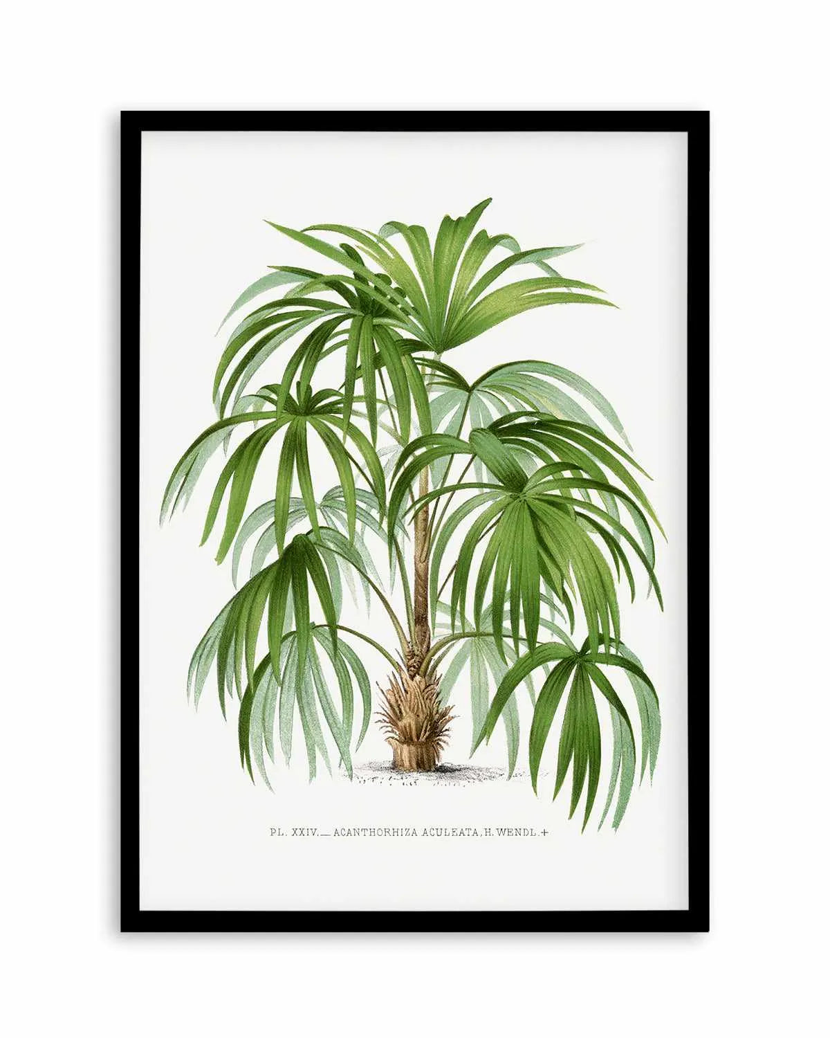 Acanthorhiza Aculeata Vintage Palm Poster Art Print from Olive et Oriel where you can shop wallpaper and artworks online