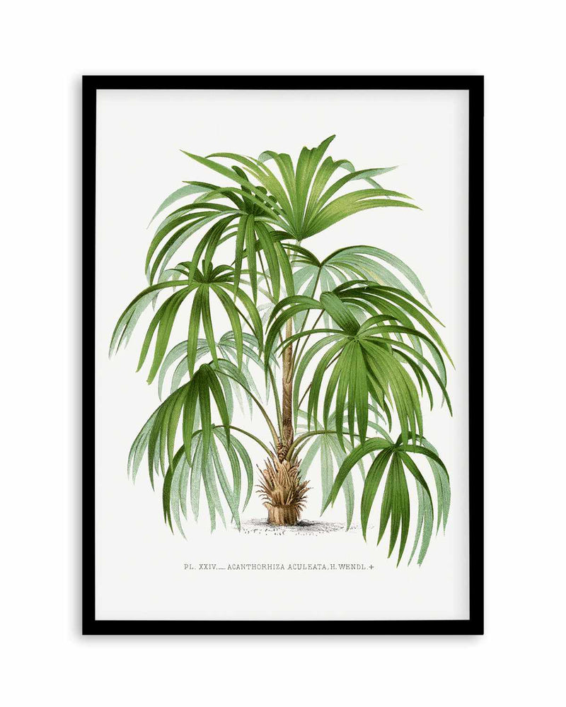 Acanthorhiza Aculeata Vintage Palm Poster Art Print