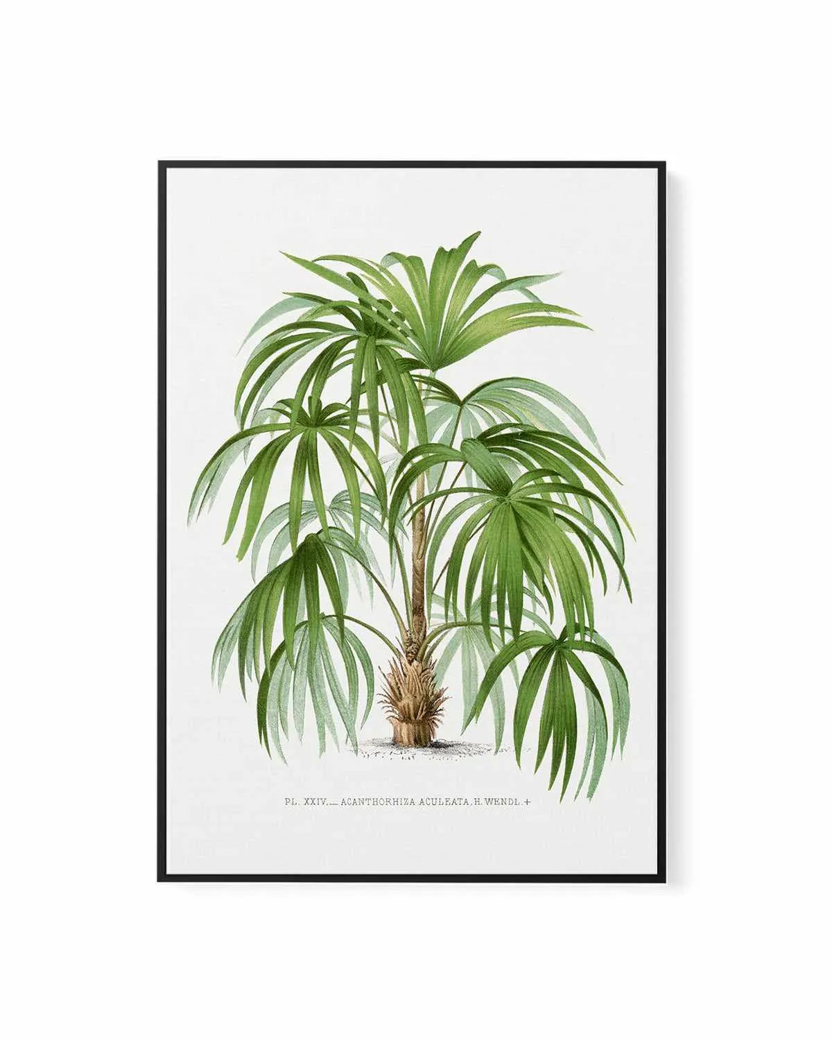 Acanthorhiza Aculeata Vintage Palm Poster | Framed Canvas Art Print from Olive et Oriel where you can shop wallpaper and artworks online