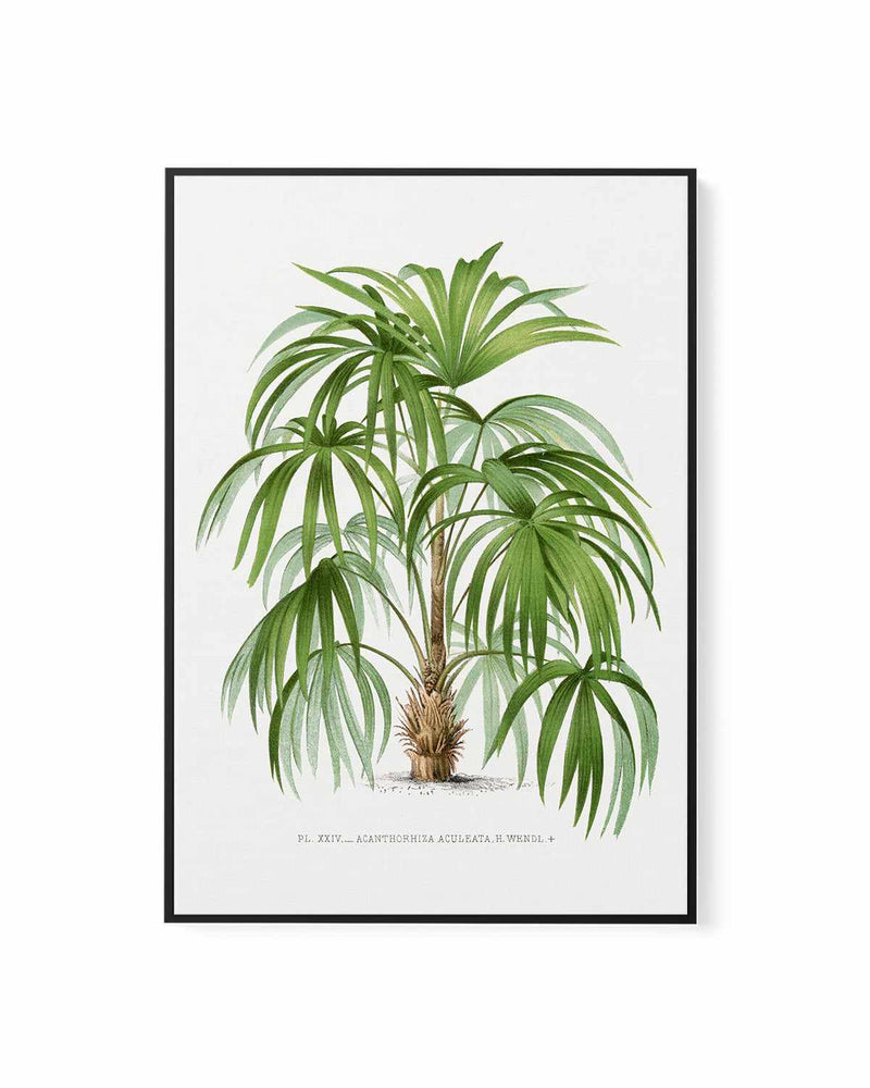 Acanthorhiza Aculeata Vintage Palm Poster | Framed Canvas Art Print