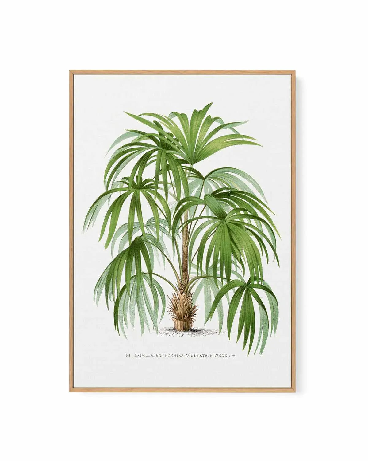 Acanthorhiza Aculeata Vintage Palm Poster | Framed Canvas Art Print from Olive et Oriel where you can shop wallpaper and artworks online