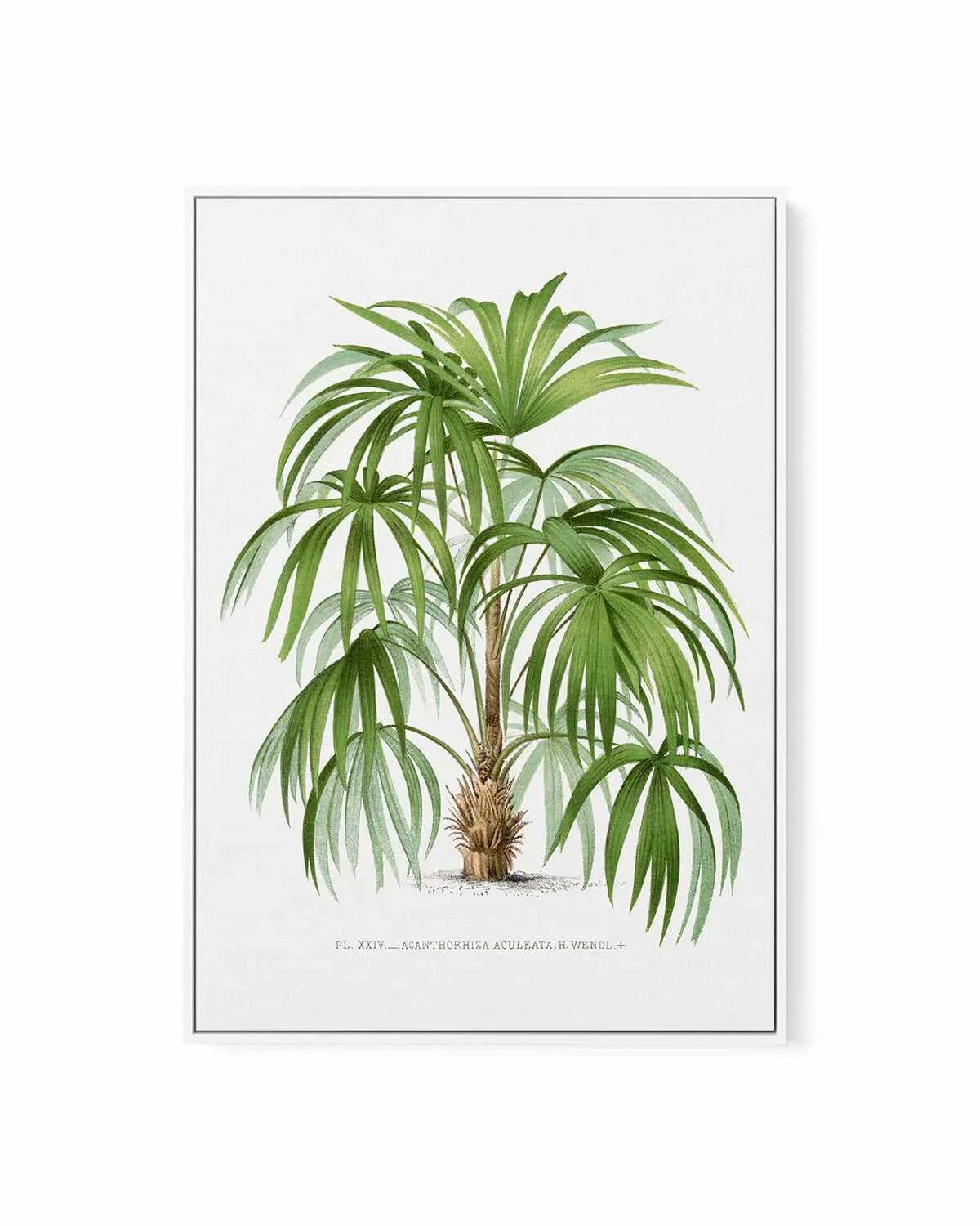 Acanthorhiza Aculeata Vintage Palm Poster | Framed Canvas Art Print from Olive et Oriel where you can shop wallpaper and artworks online
