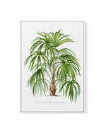 Acanthorhiza Aculeata Vintage Palm Poster | Framed Canvas Art Print