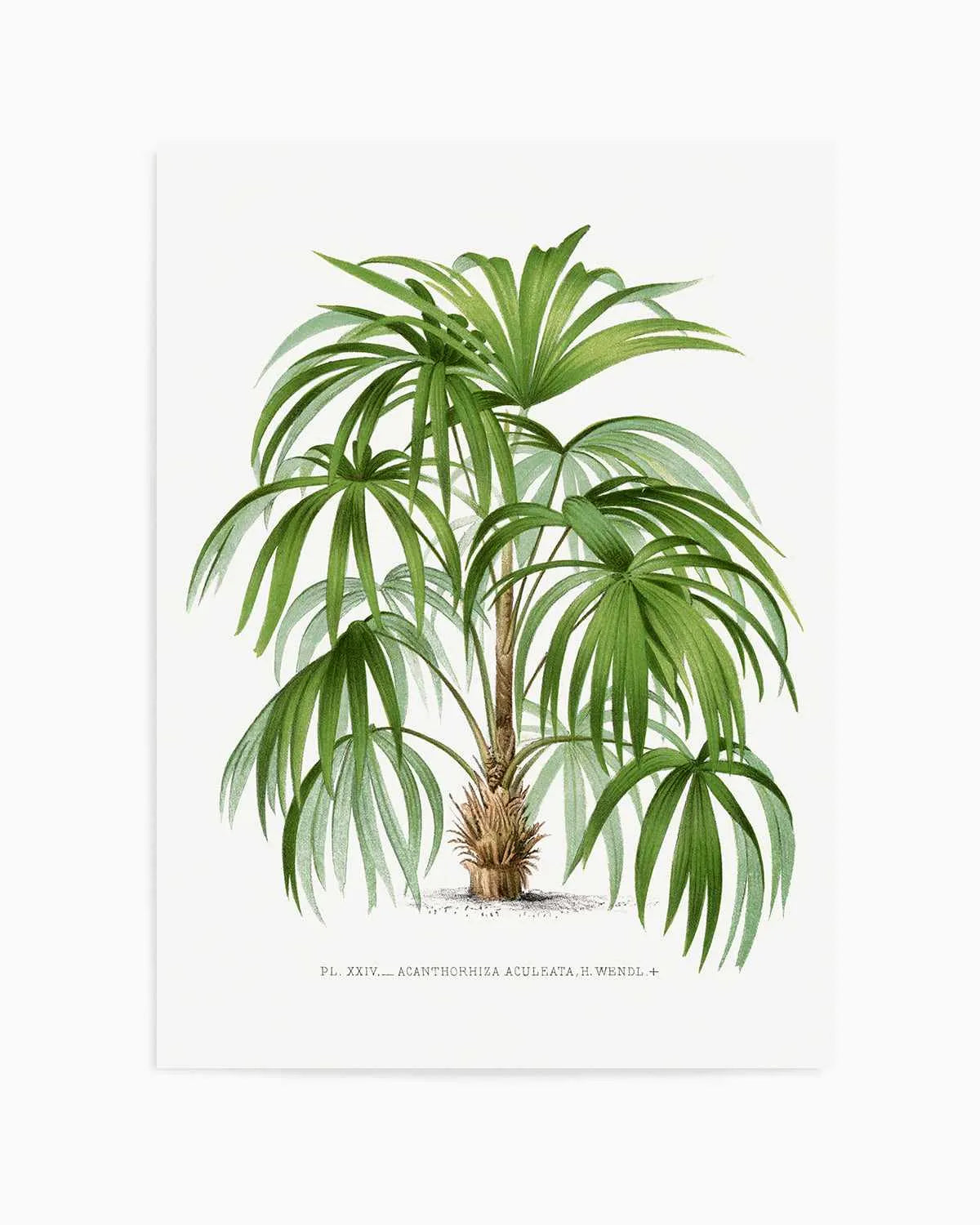 Acanthorhiza Aculeata Vintage Palm Poster Art Print from Olive et Oriel where you can shop wallpaper and artworks online