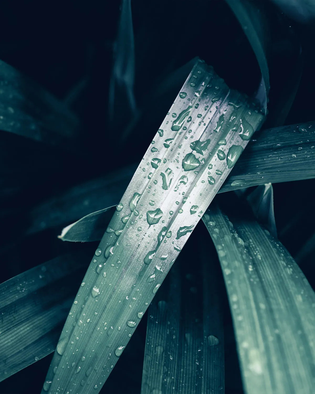 After the Rain Photo Mural Wallpaper from Olive et Oriel where you can shop wallpaper and artworks online