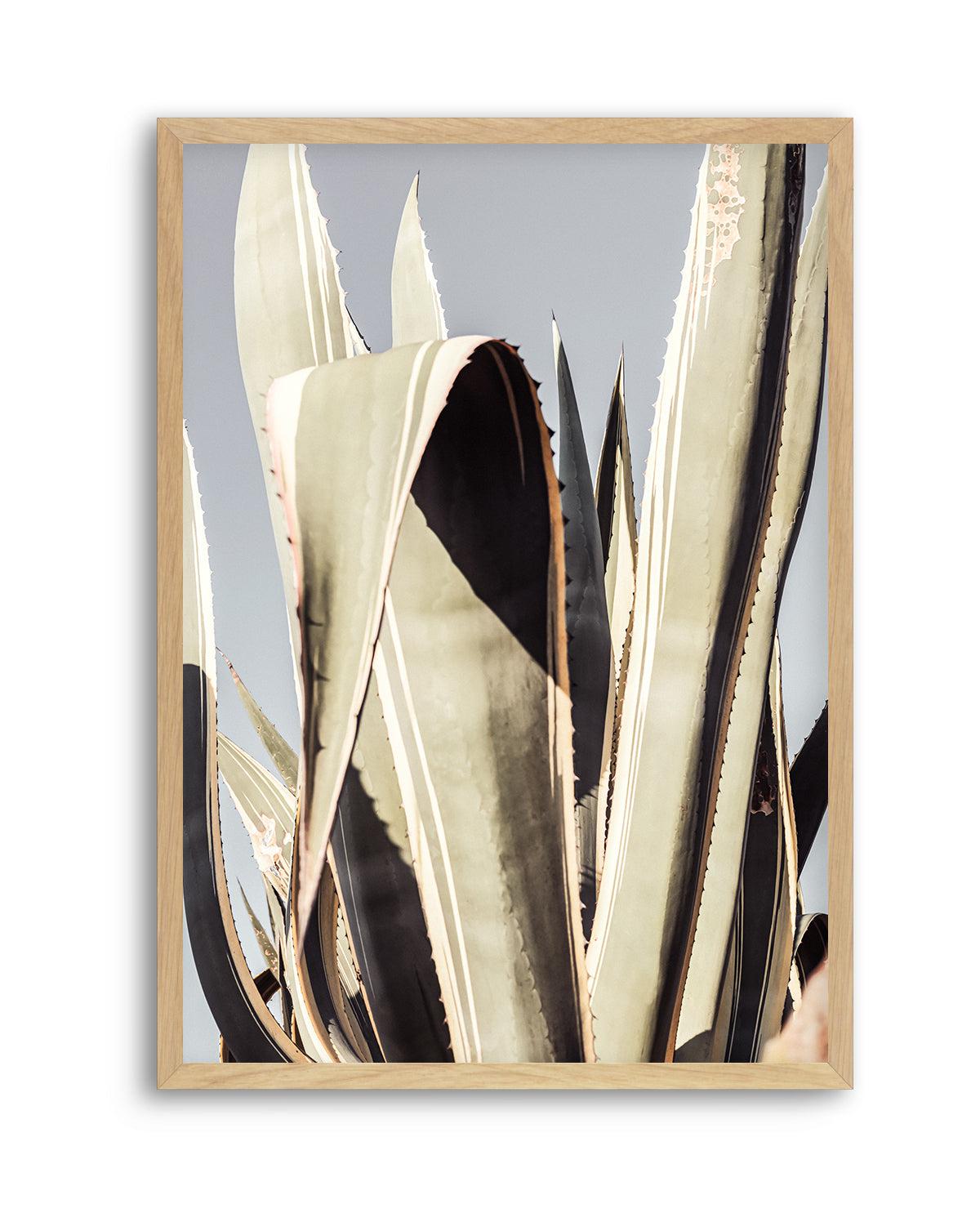 Agave 001 By Studio III | Art Print