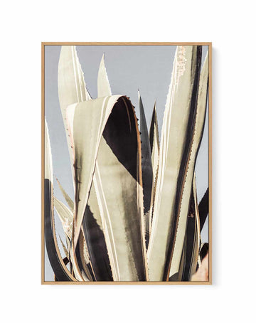 Agave 001 By Studio III | Framed Canvas Art Print from Olive et Oriel where you can shop wallpaper and artworks online