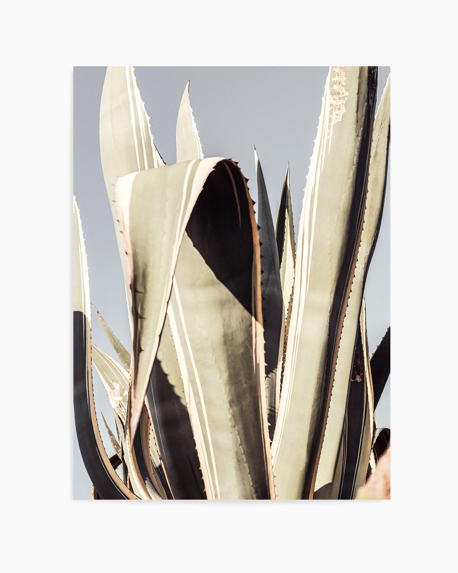 Agave 001 By Studio III | Art Print