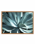 Agave II Plant   Art Print