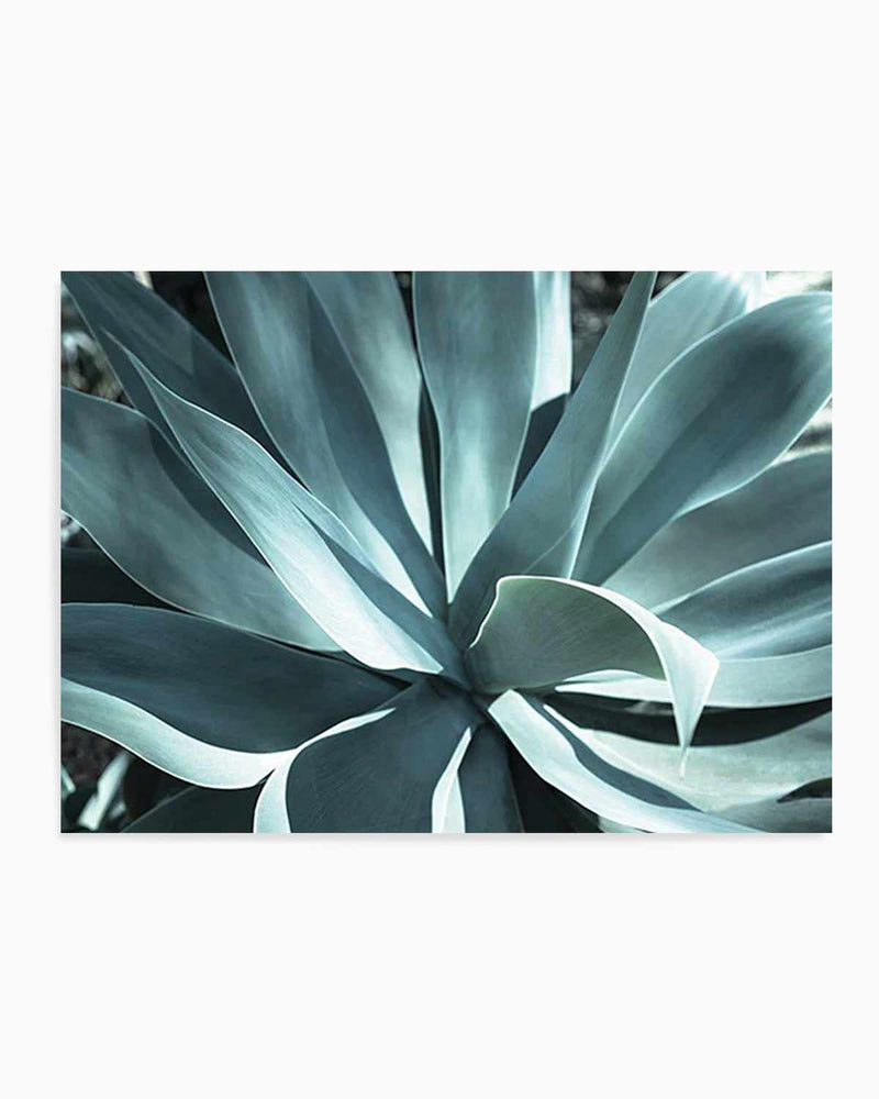 Agave II Plant   Art Print