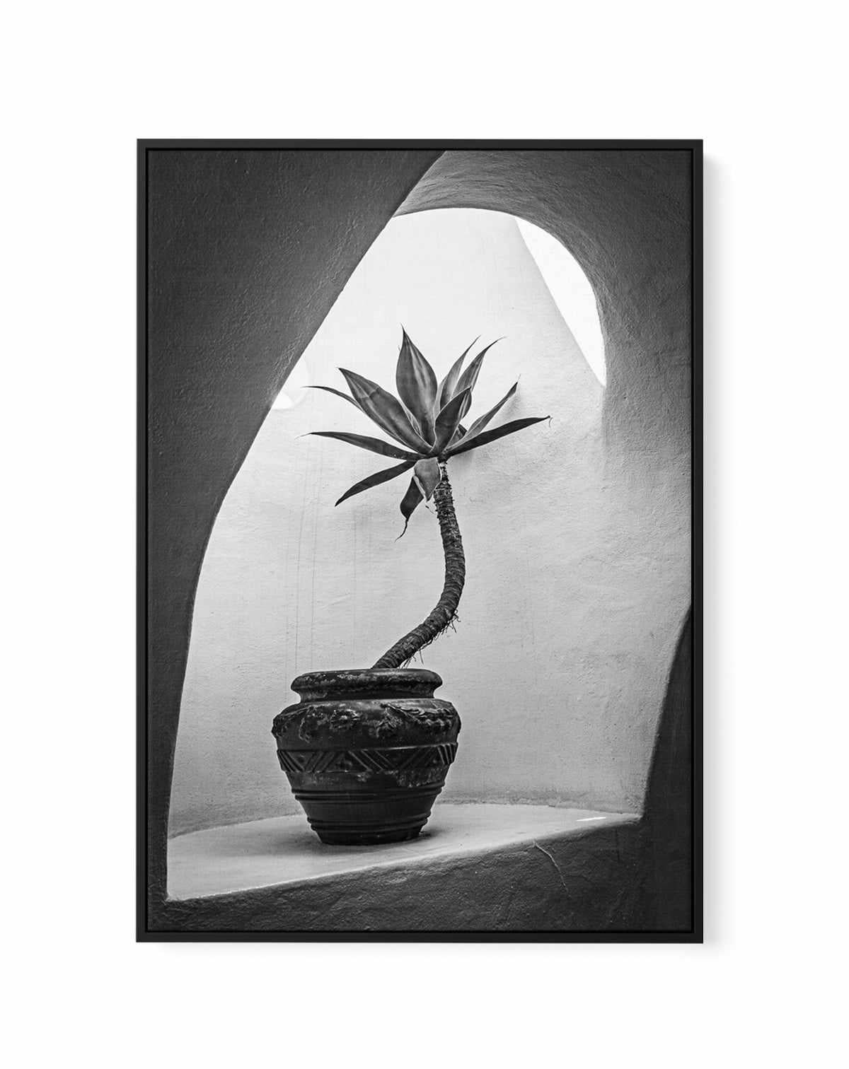 Agave In Arch Light Michael Bangiev | Framed Canvas Art Print