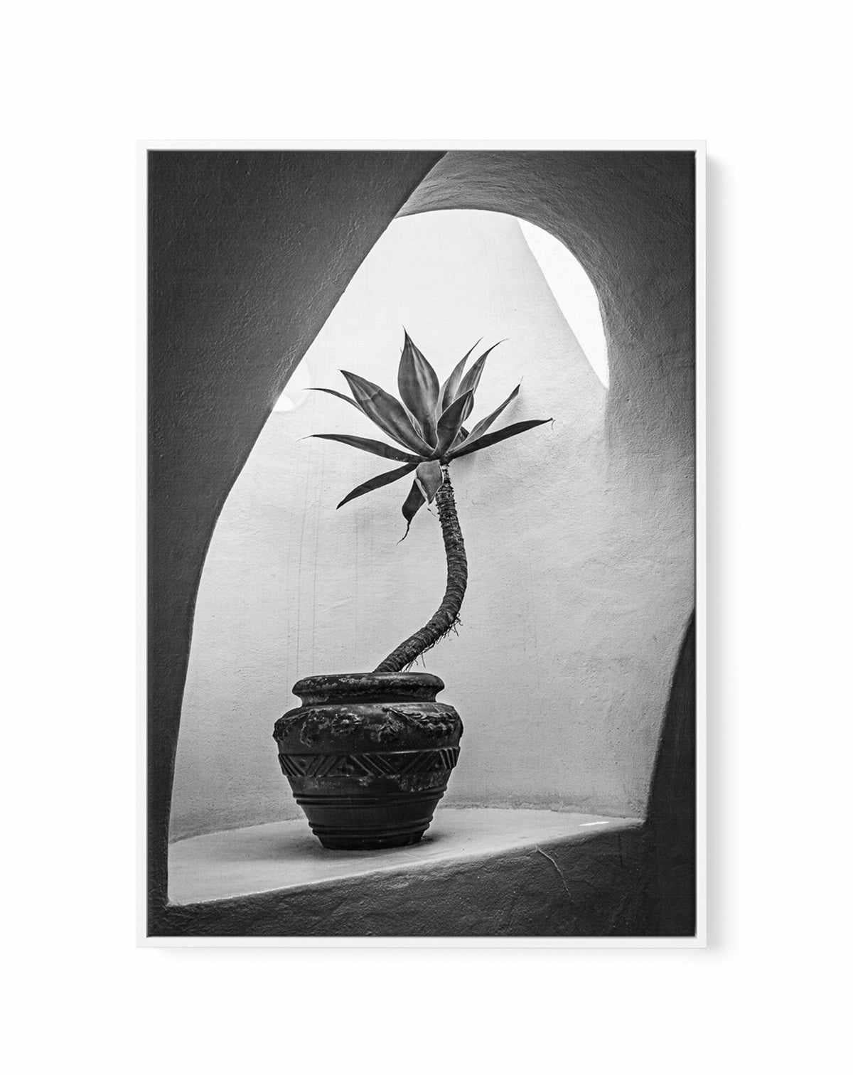 Agave In Arch Light Michael Bangiev | Framed Canvas Art Print