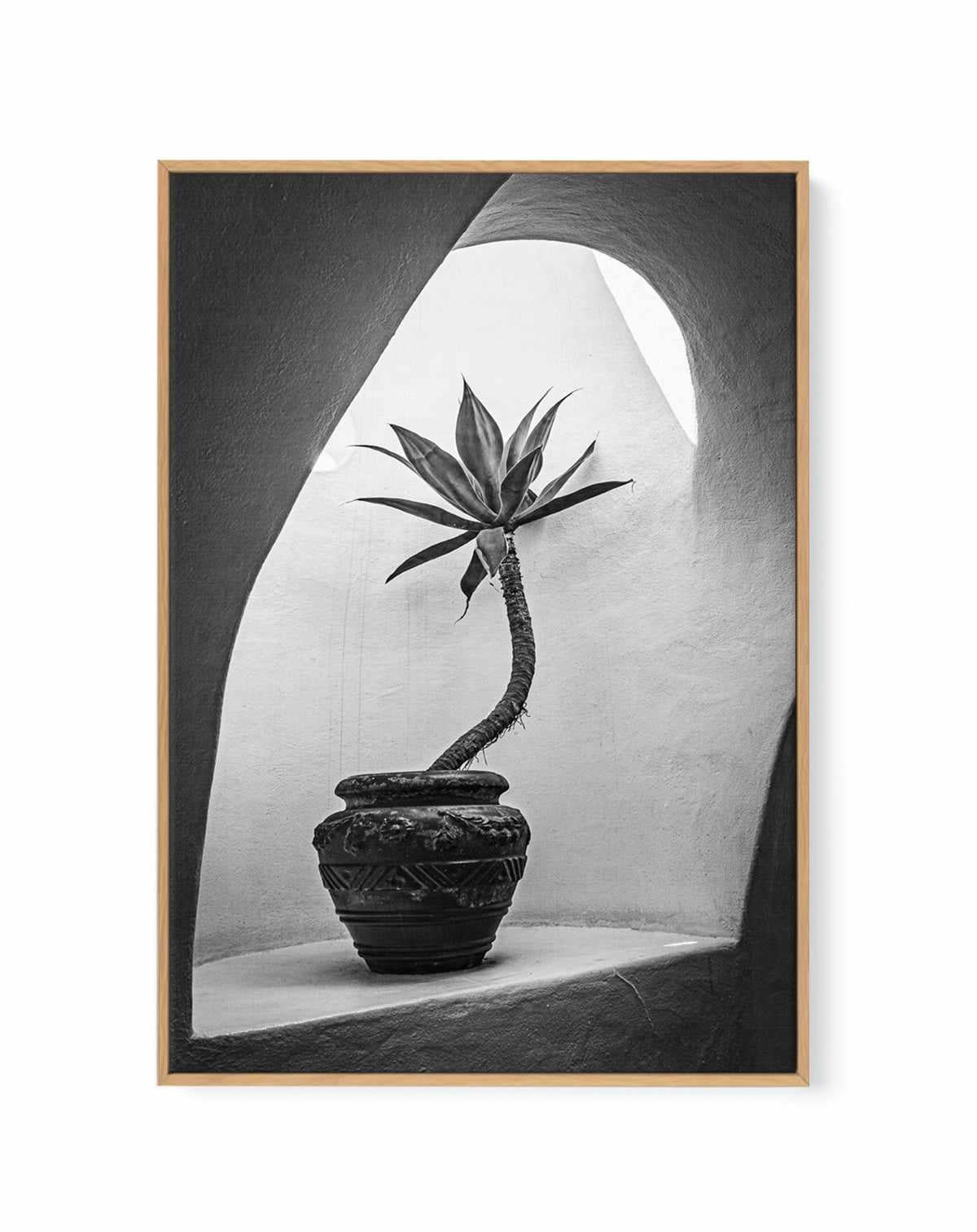 Agave In Arch Light Michael Bangiev | Framed Canvas Art Print