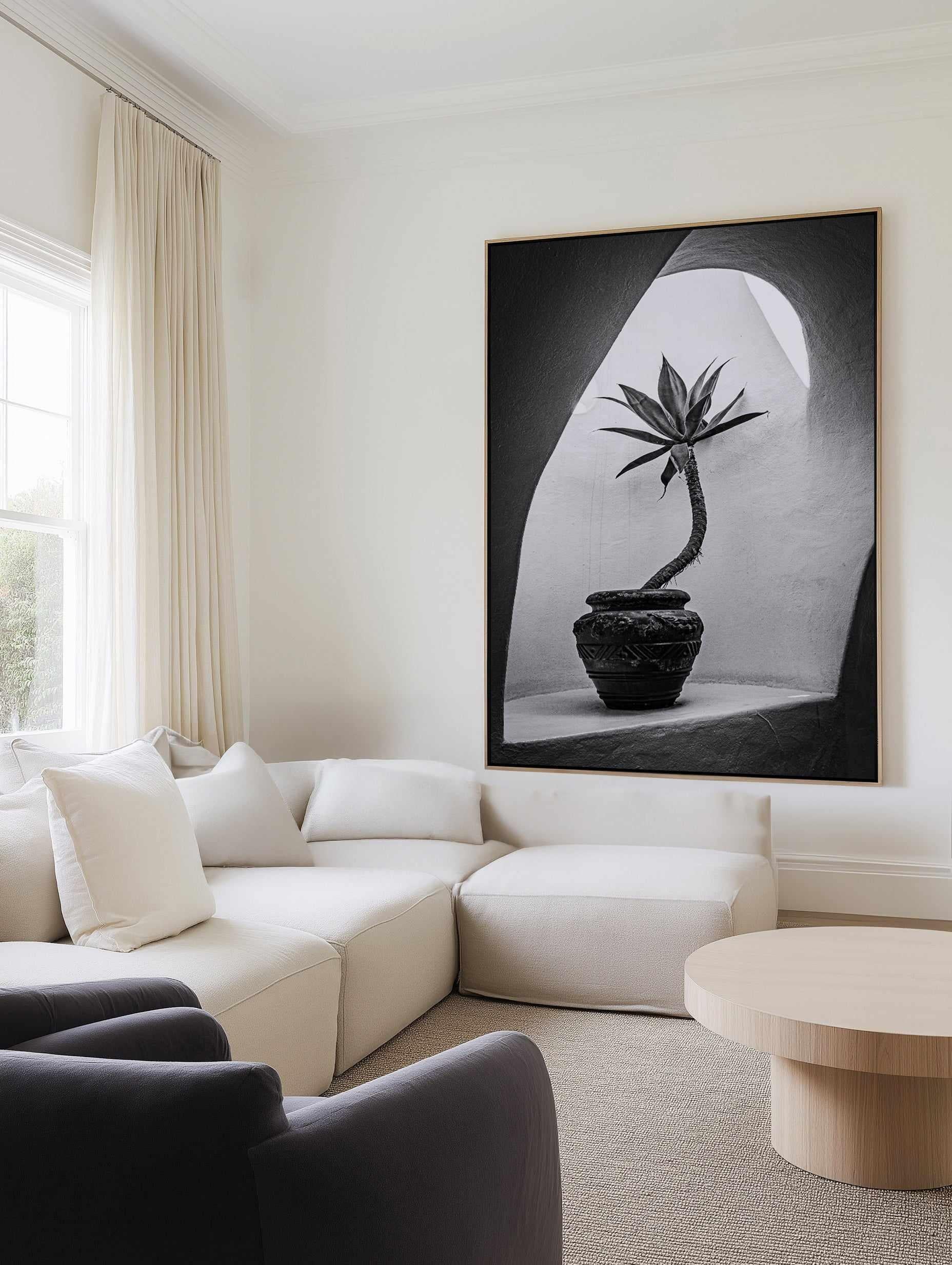 Agave In Arch Light Michael Bangiev | Framed Canvas Art Print