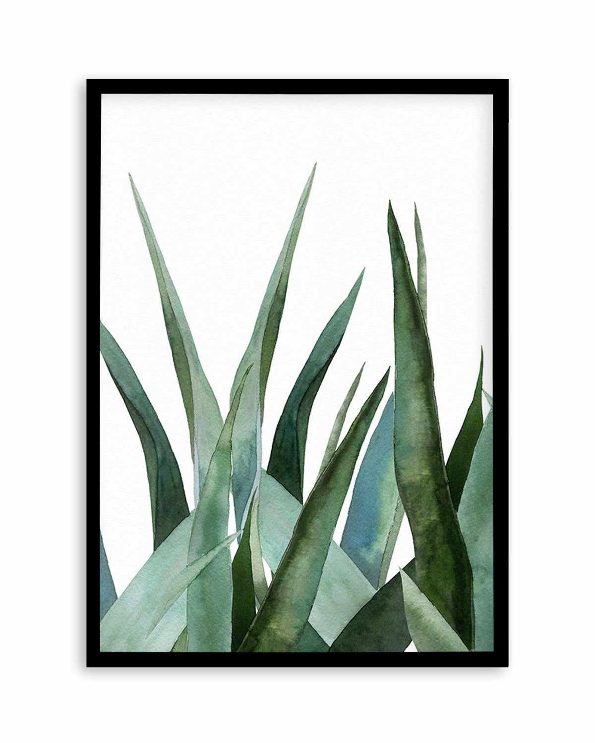 Agave in Watercolour Art Print