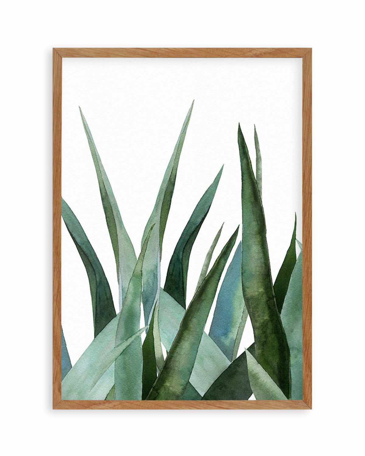 Agave in Watercolour Art Print