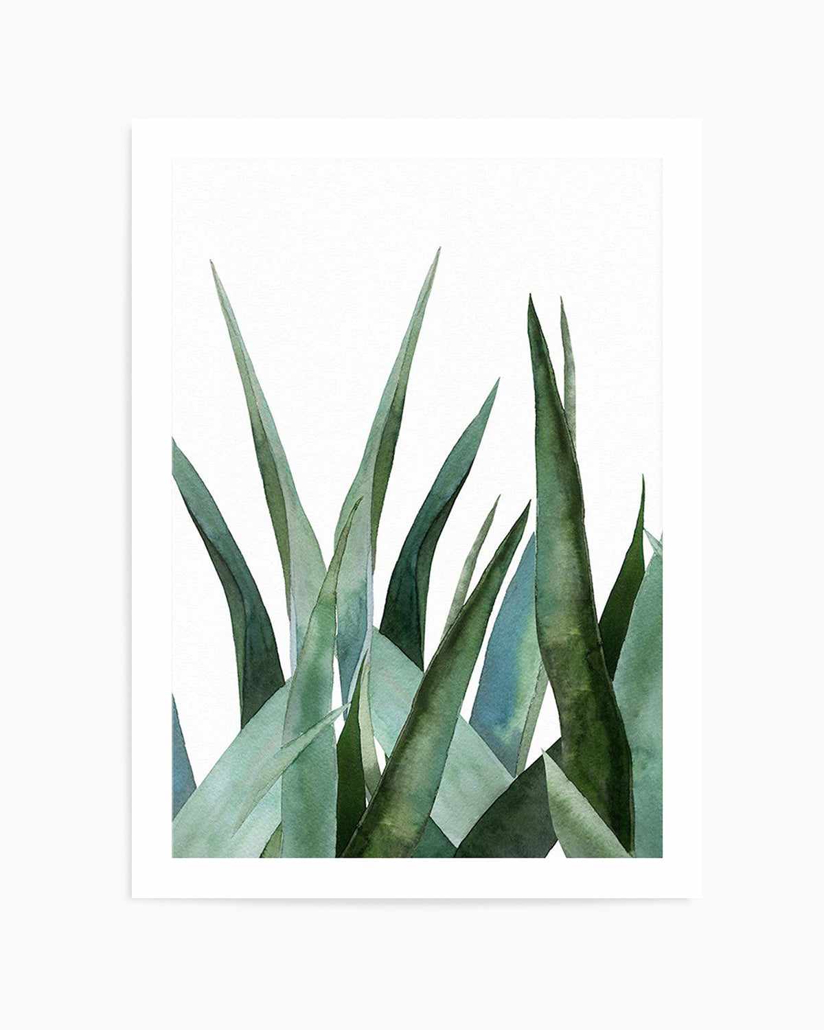 Agave in Watercolour Art Print