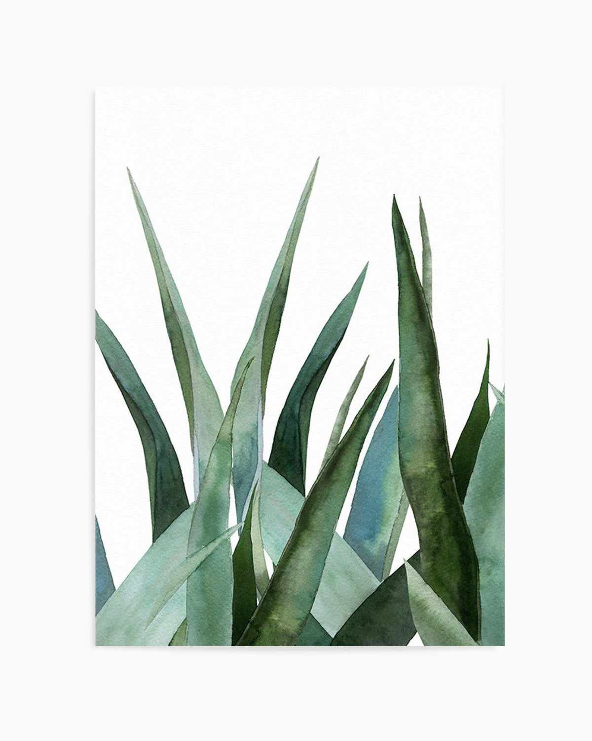 Agave in Watercolour Art Print