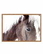 Aiko | Brown Horse Art Print