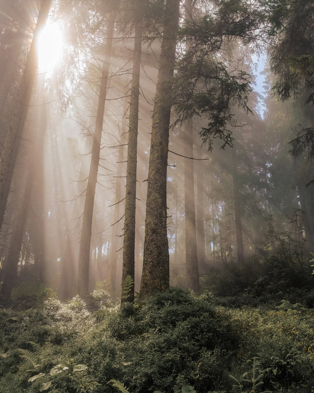 Ancient Forest Photo Mural Wallpaper from Olive et Oriel where you can shop wallpaper and artworks online