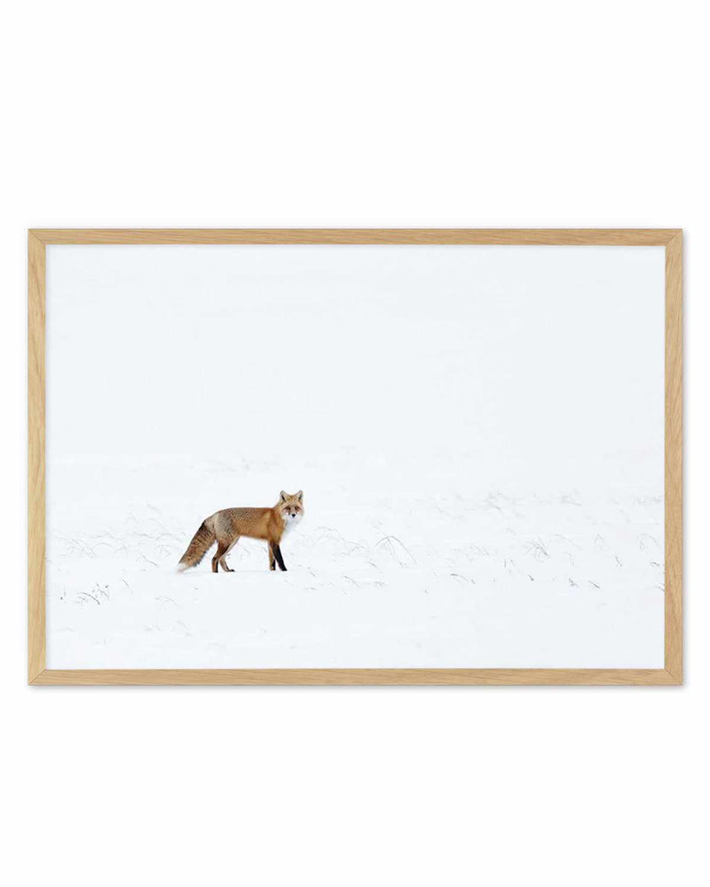 Arctic Fox | LS Art Print