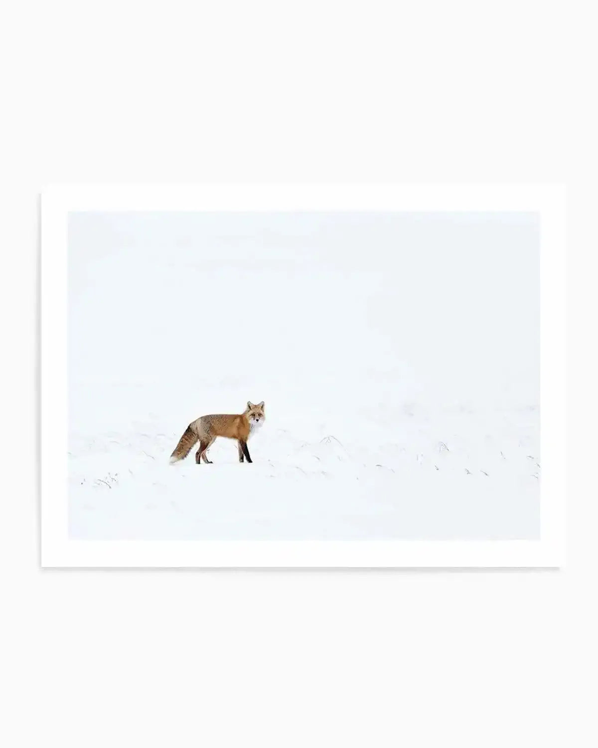 Arctic Fox | LS Art Print from Olive et Oriel where you can shop wallpaper and artworks online