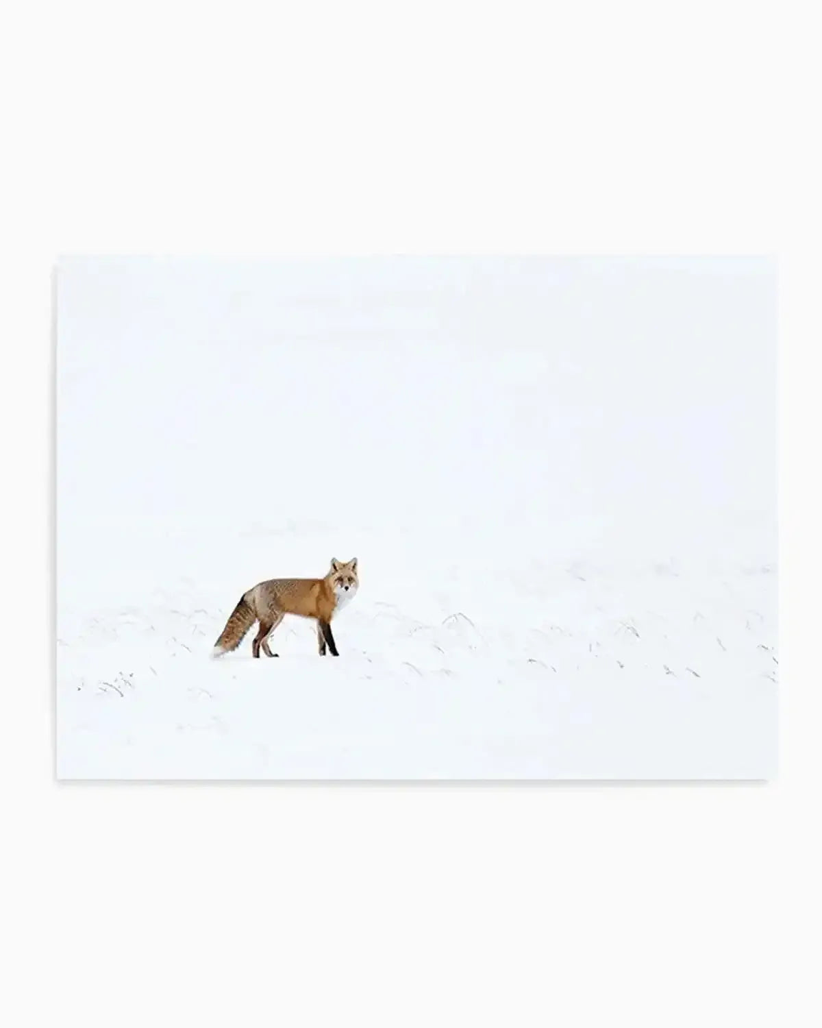 Arctic Fox | LS Art Print from Olive et Oriel where you can shop wallpaper and artworks online