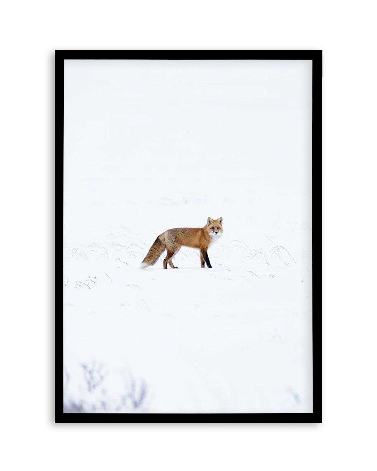 Arctic Fox | PT Art Print