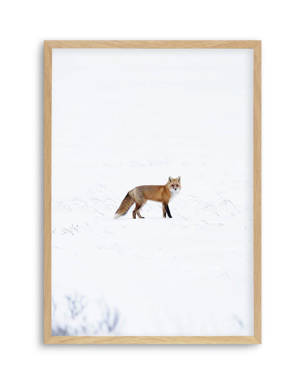 Arctic Fox | PT Art Print