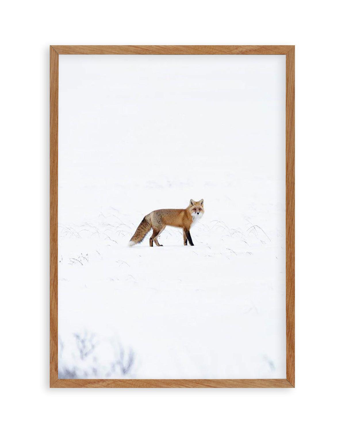 Arctic Fox | PT Art Print