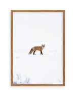 Arctic Fox | PT Art Print