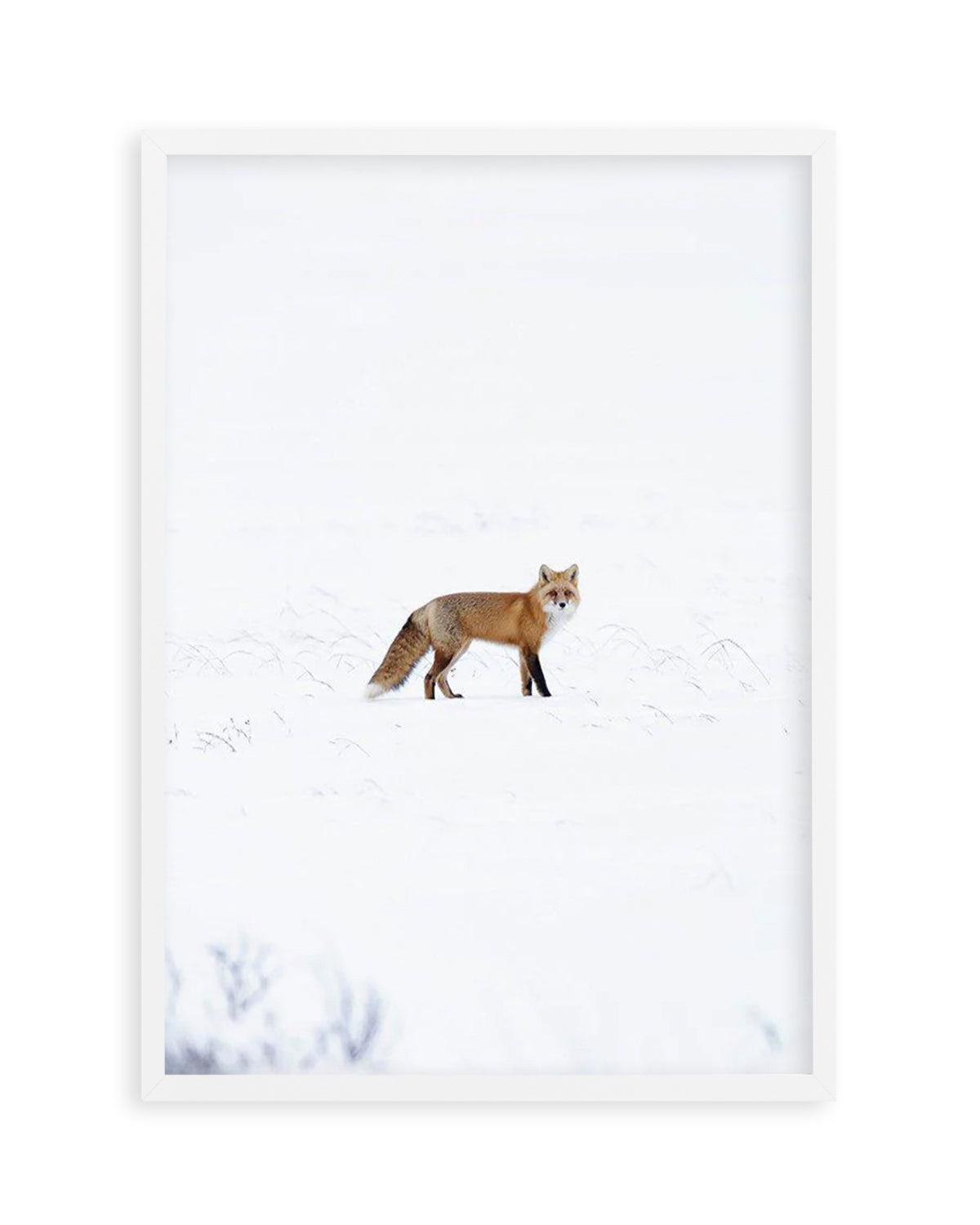 Arctic Fox | PT Art Print