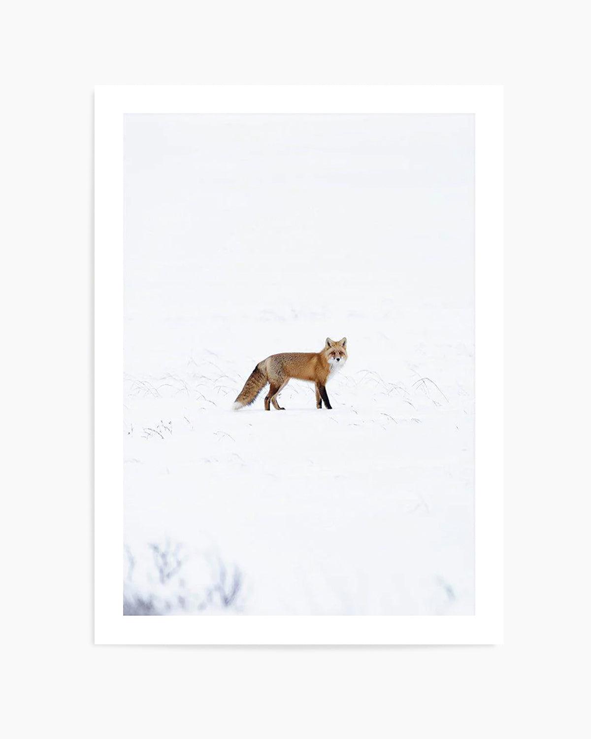 Arctic Fox | PT Art Print