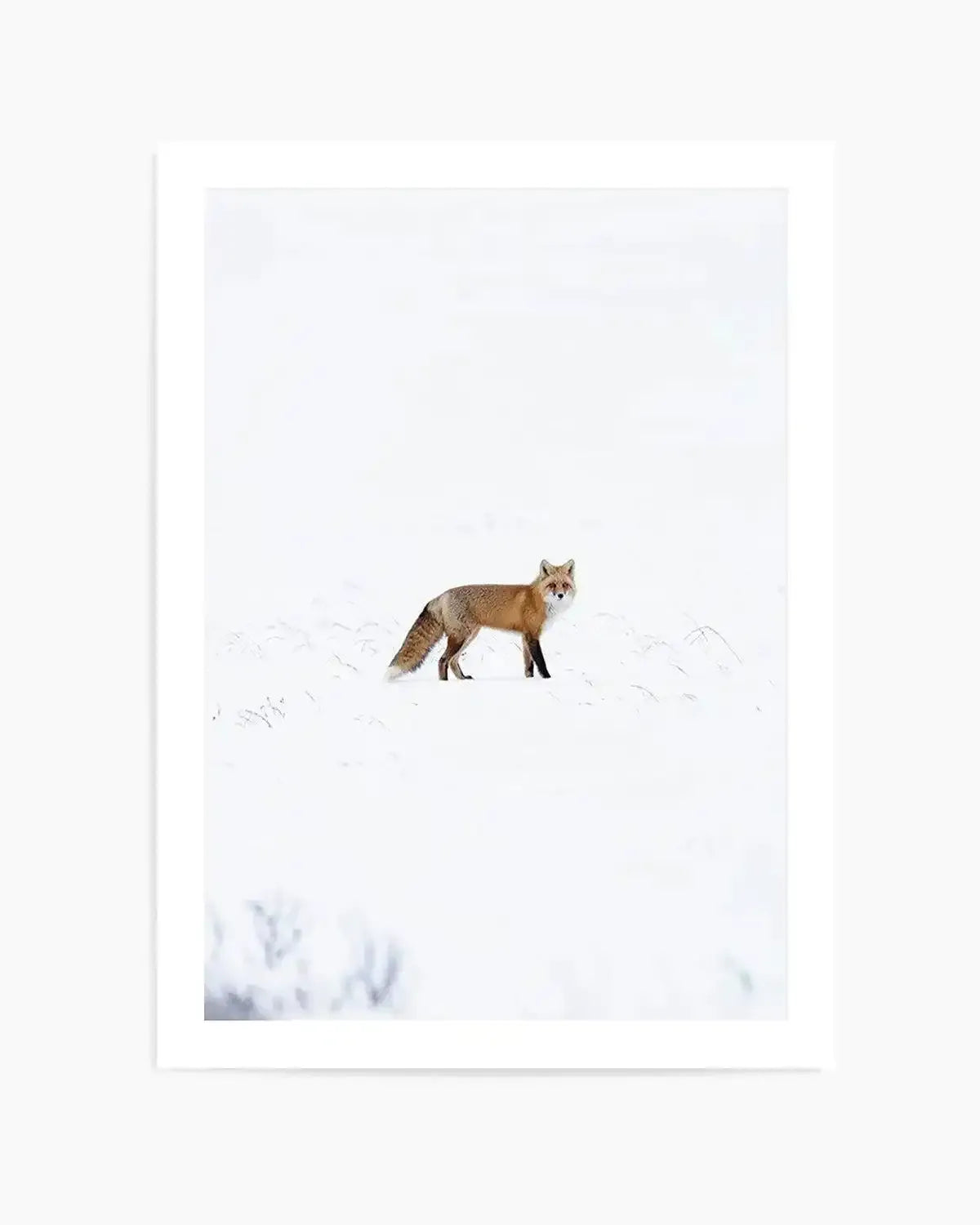 Arctic Fox | PT Art Print from Olive et Oriel where you can shop wallpaper and artworks online