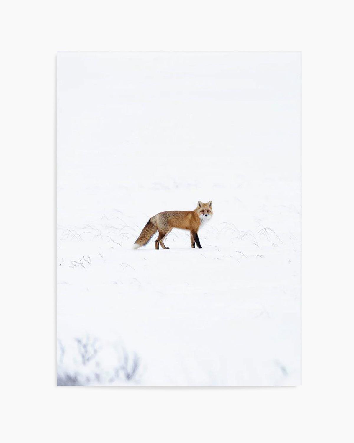 Arctic Fox | PT Art Print