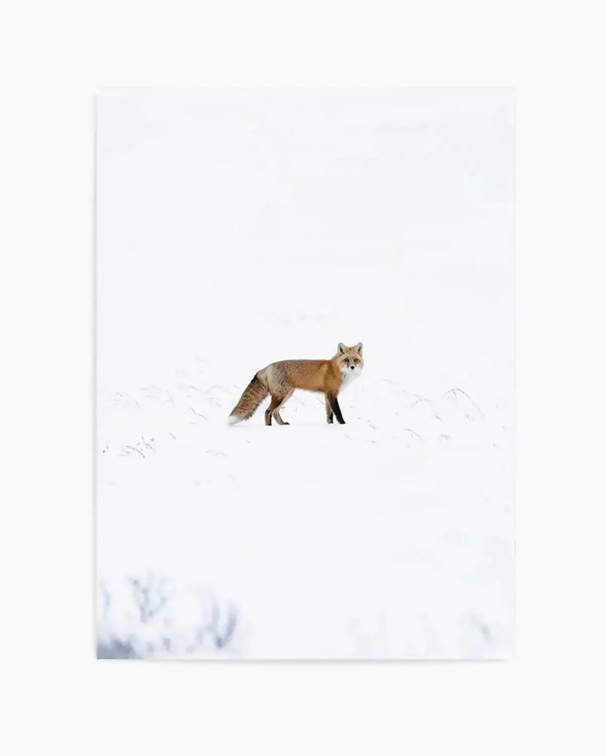 Arctic Fox | PT Art Print from Olive et Oriel where you can shop wallpaper and artworks online