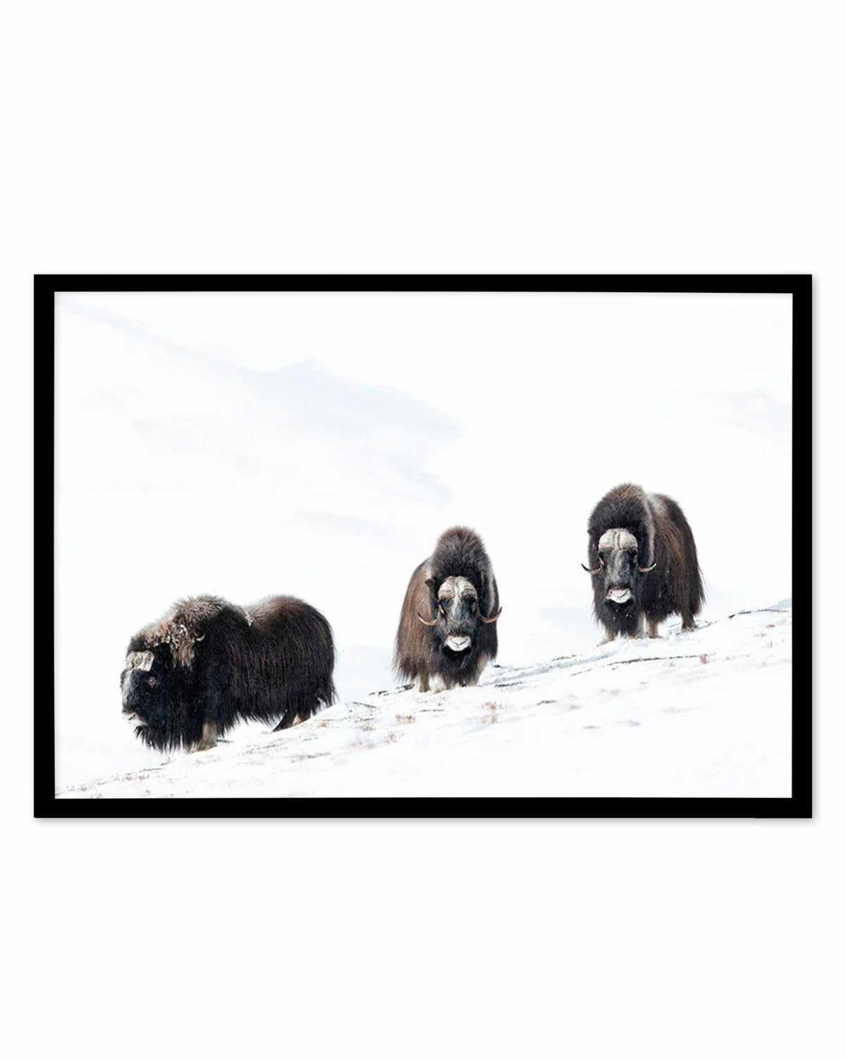 Arctic Ox Art Print