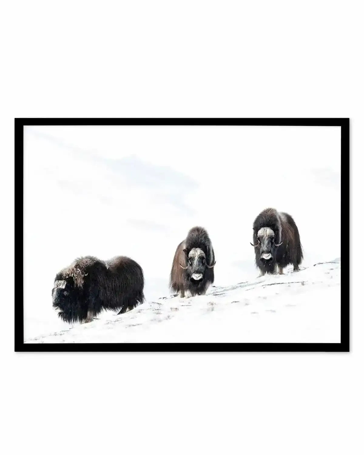 Arctic Ox Art Print from Olive et Oriel where you can shop wallpaper and artworks online