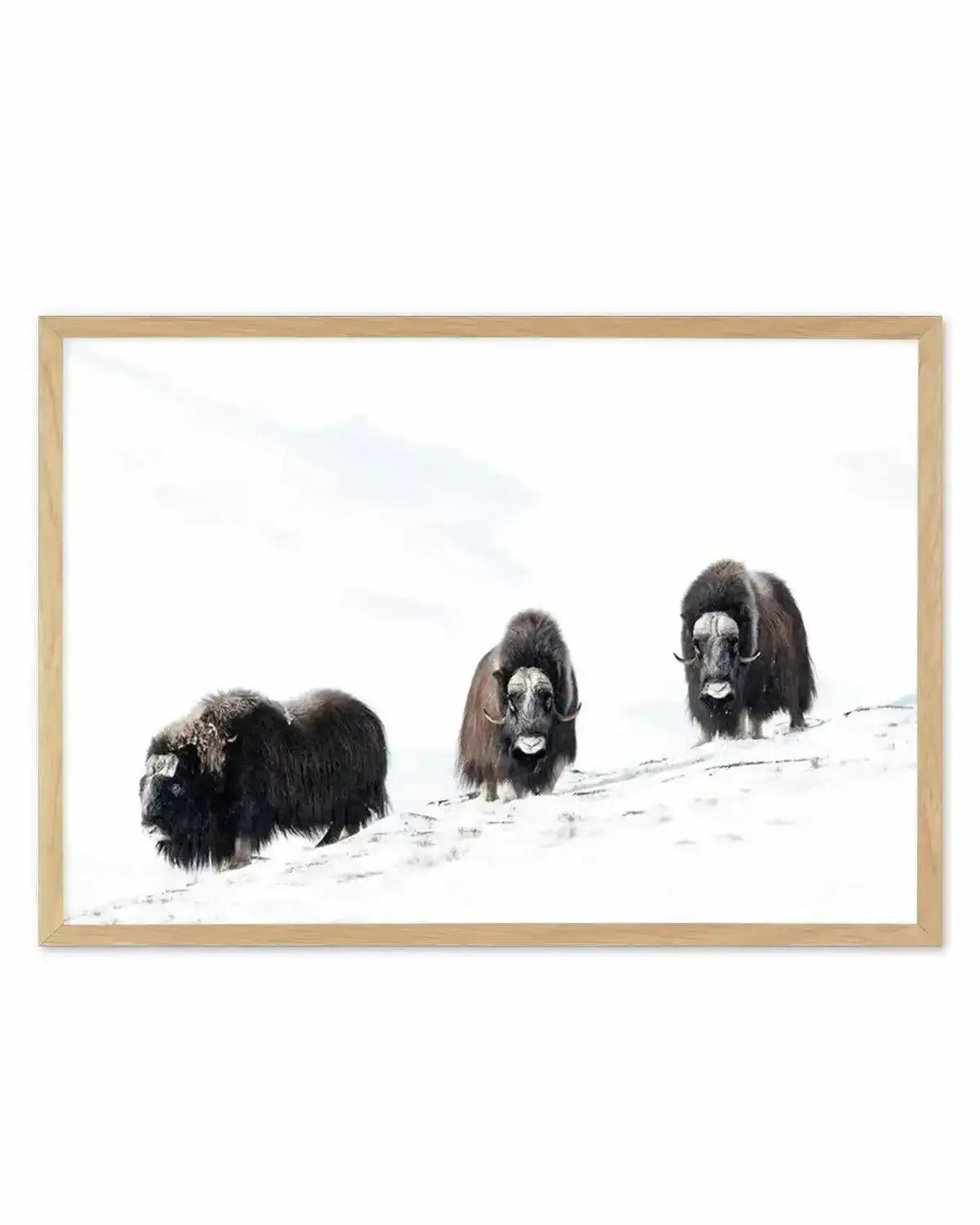 Arctic Ox Art Print from Olive et Oriel where you can shop wallpaper and artworks online