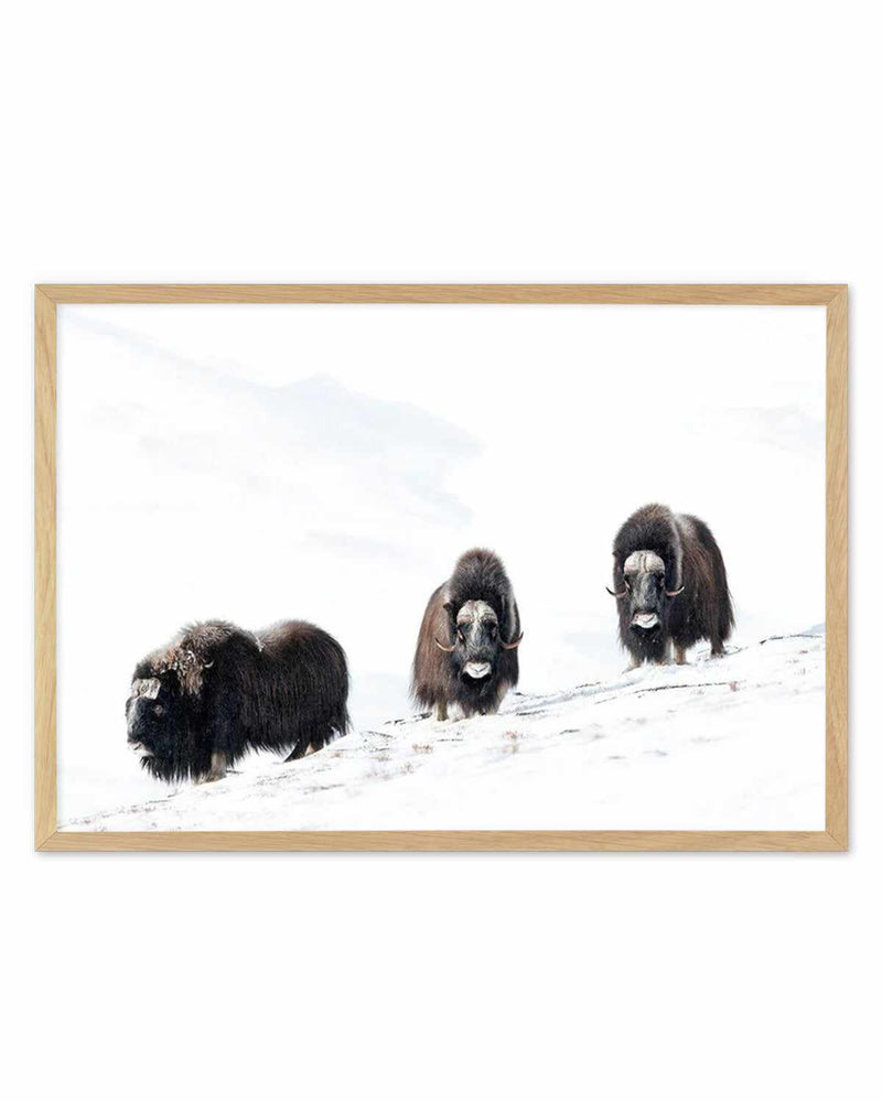 Arctic Ox Art Print