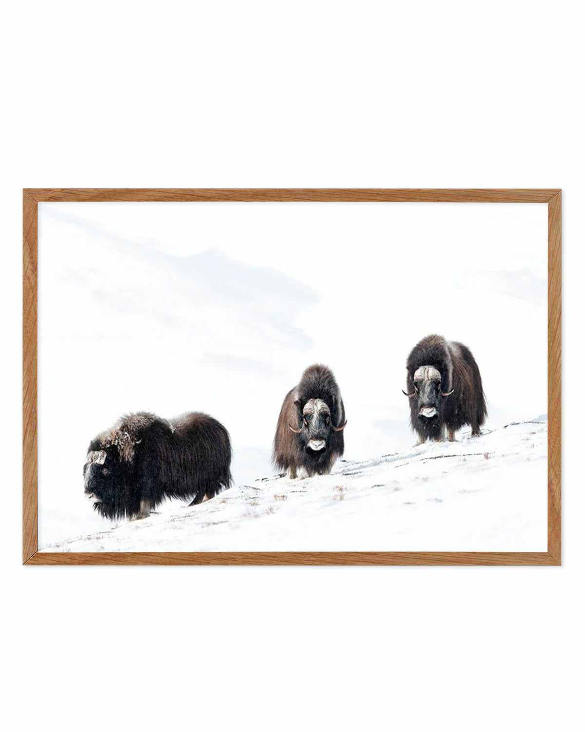 Arctic Ox Art Print