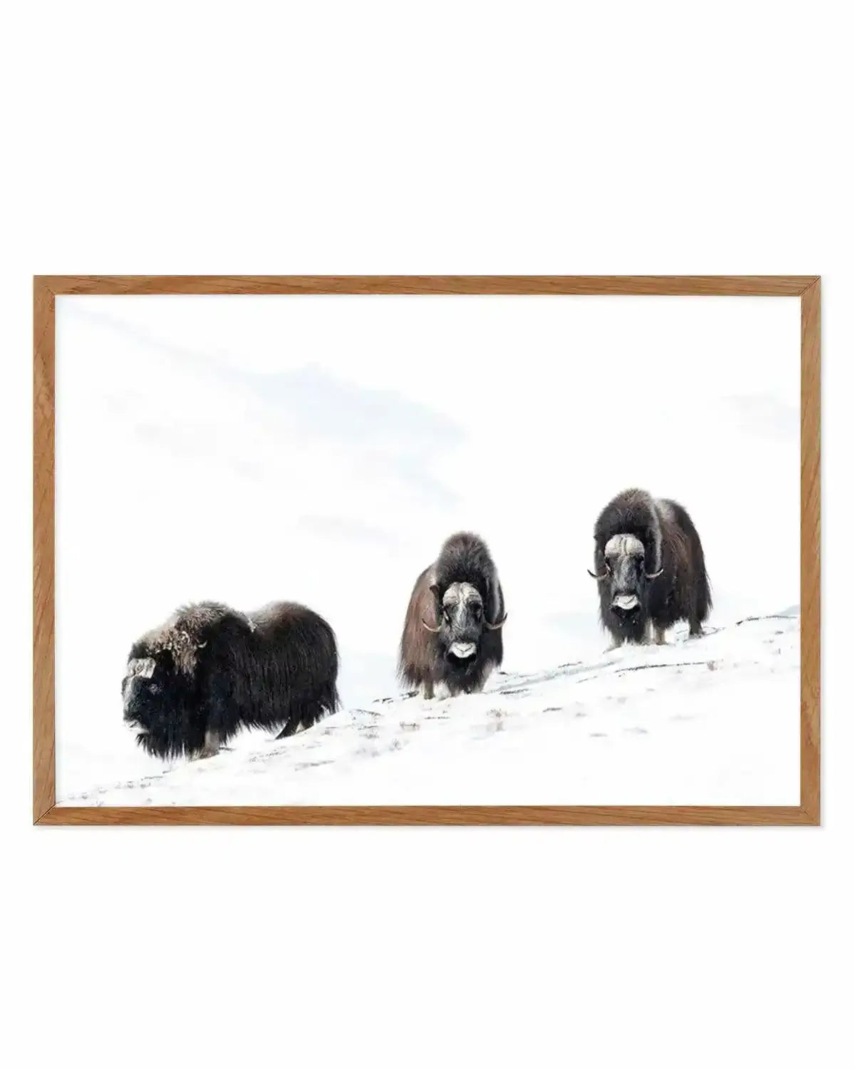 Arctic Ox Art Print from Olive et Oriel where you can shop wallpaper and artworks online