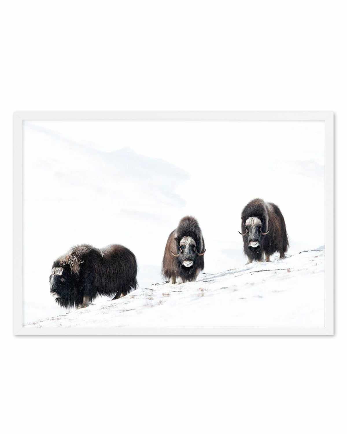 Arctic Ox Art Print