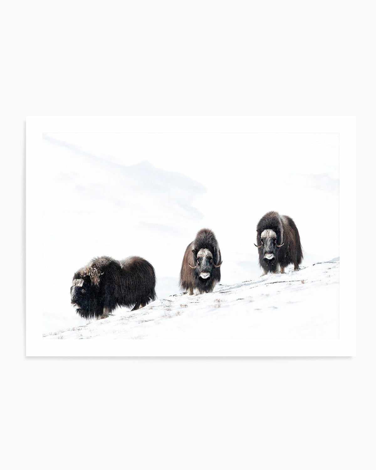 Arctic Ox Art Print