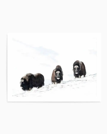 Arctic Ox Art Print featuring three musk oxen standing on a snowy slope against a pale grey-white sky. The animals have dark brown and black shaggy coats with distinctive white facial markings. The composition uses a minimalist aesthetic with soft, muted tones and emphasizes the animals' sturdy forms and long horns. The print has a clean white border and appears to be a photograph or fine art print with a cool, naturalistic color palette dominated by whites, greys, and charcoal tones.