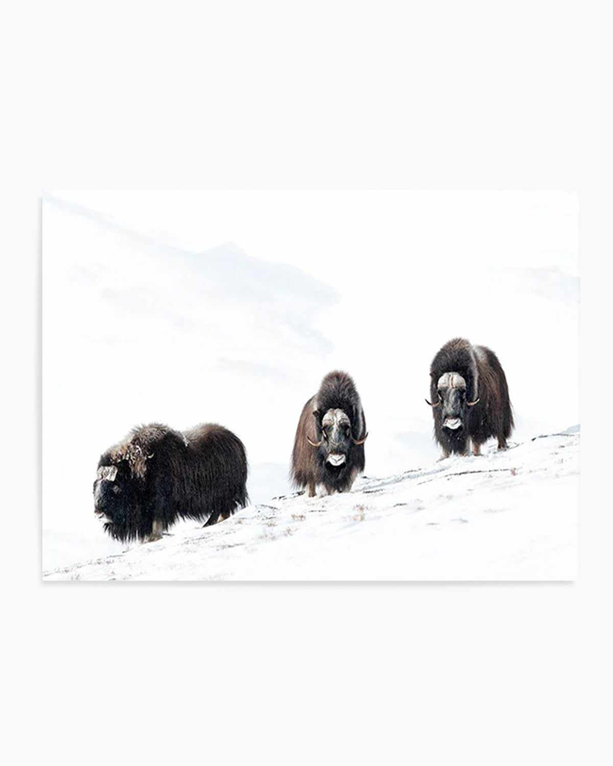 Arctic Ox Art Print