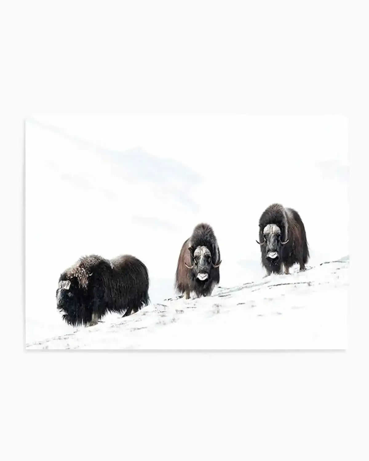 Arctic Ox Art Print from Olive et Oriel where you can shop wallpaper and artworks online
