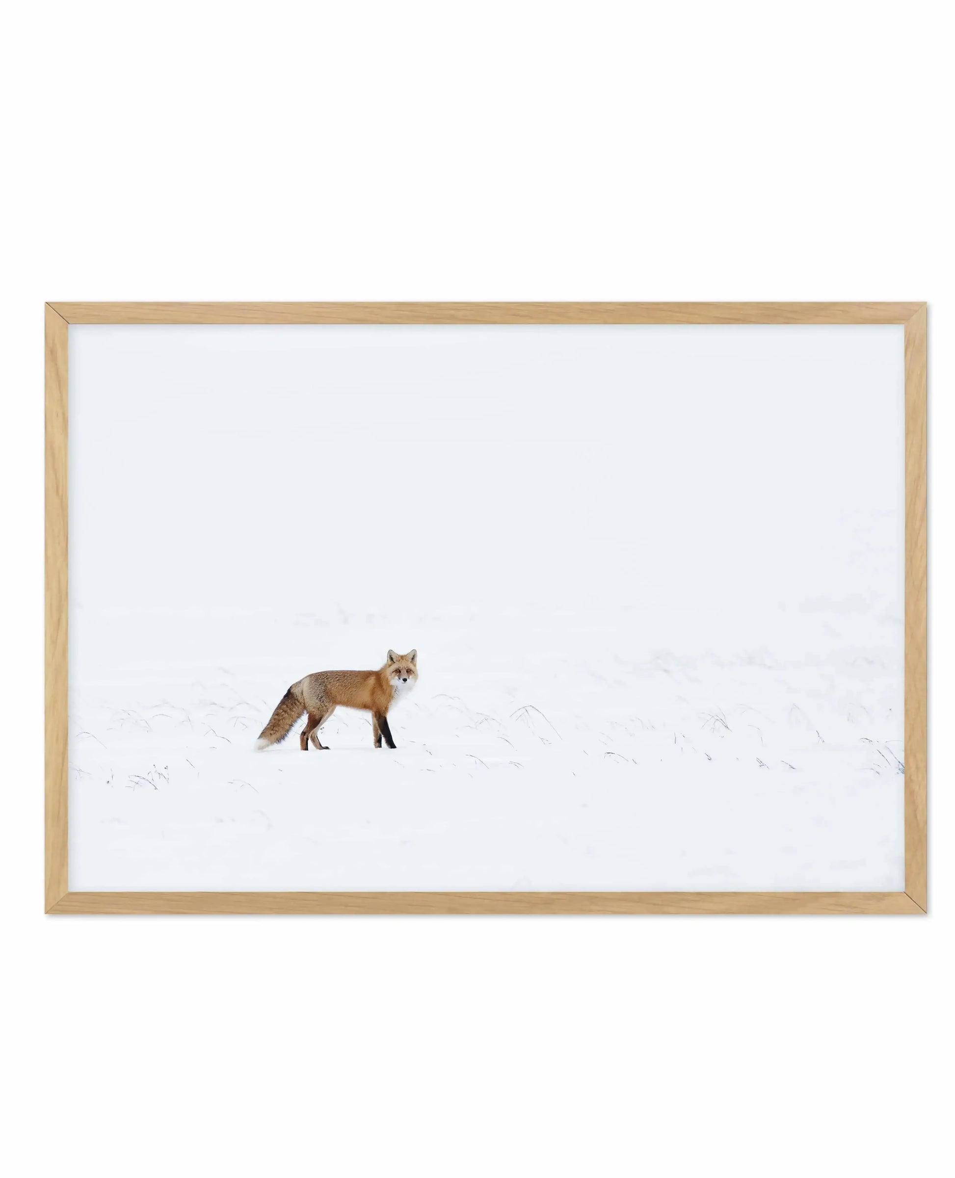 Arctic Fox | LS Art Print-PRINT-Olive et Oriel-Olive et Oriel-A5 | 5.8" x 8.3" | 14.8 x 21cm-Oak-With White Border-Buy-Australian-Art-Prints-Online-with-Olive-et-Oriel-Your-Artwork-Specialists-Austrailia-Decorate-With-Coastal-Photo-Wall-Art-Prints-From-Our-Beach-House-Artwork-Collection-Fine-Poster-and-Framed-Artwork
