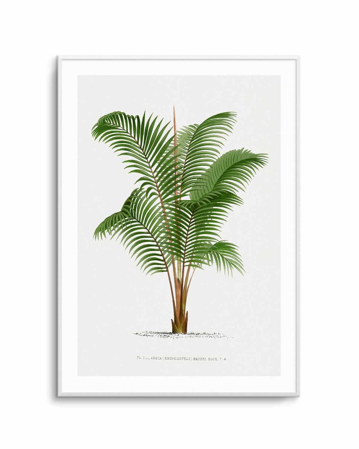 Areca Baueri Vintage Palm Poster Art Print